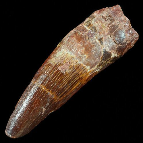 Spinosaurus Tooth - Real Dinosaur Tooth #50499